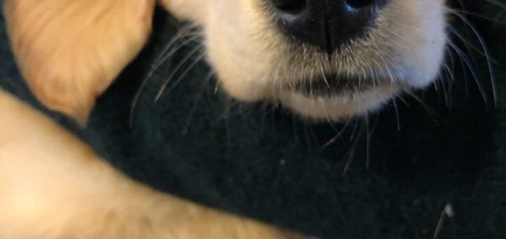 A puppy golden retriever dog named Vasilisa.